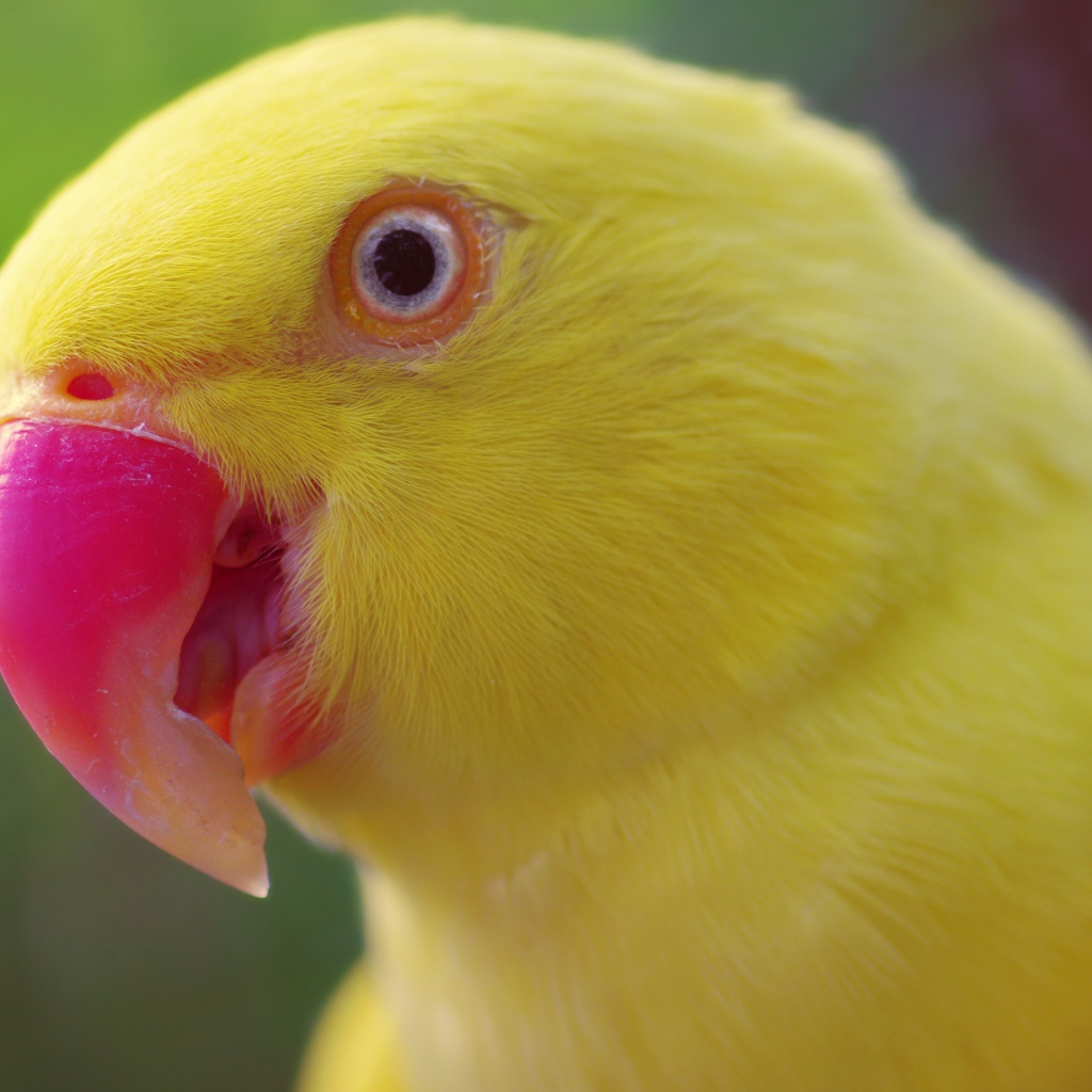 Желтый попугай