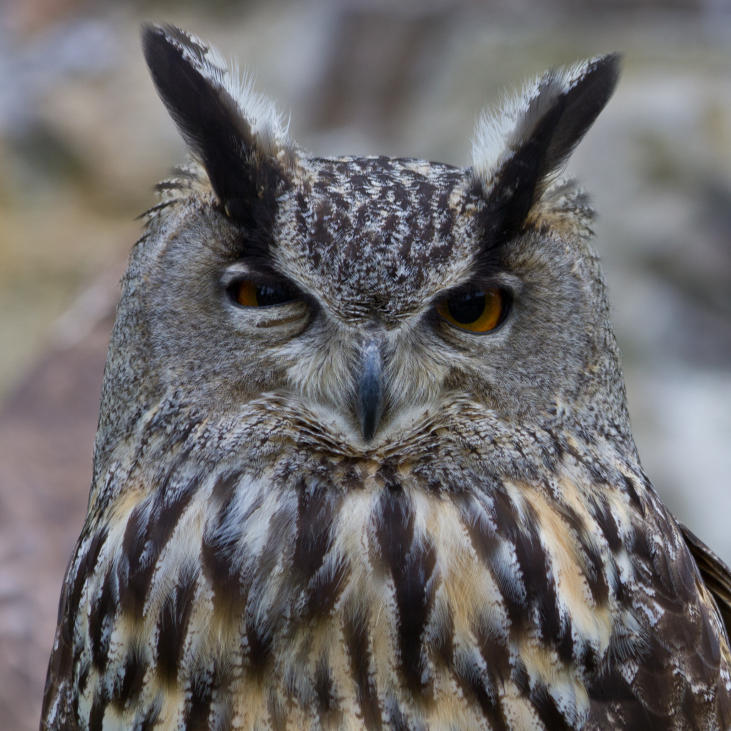 Взгляд филина