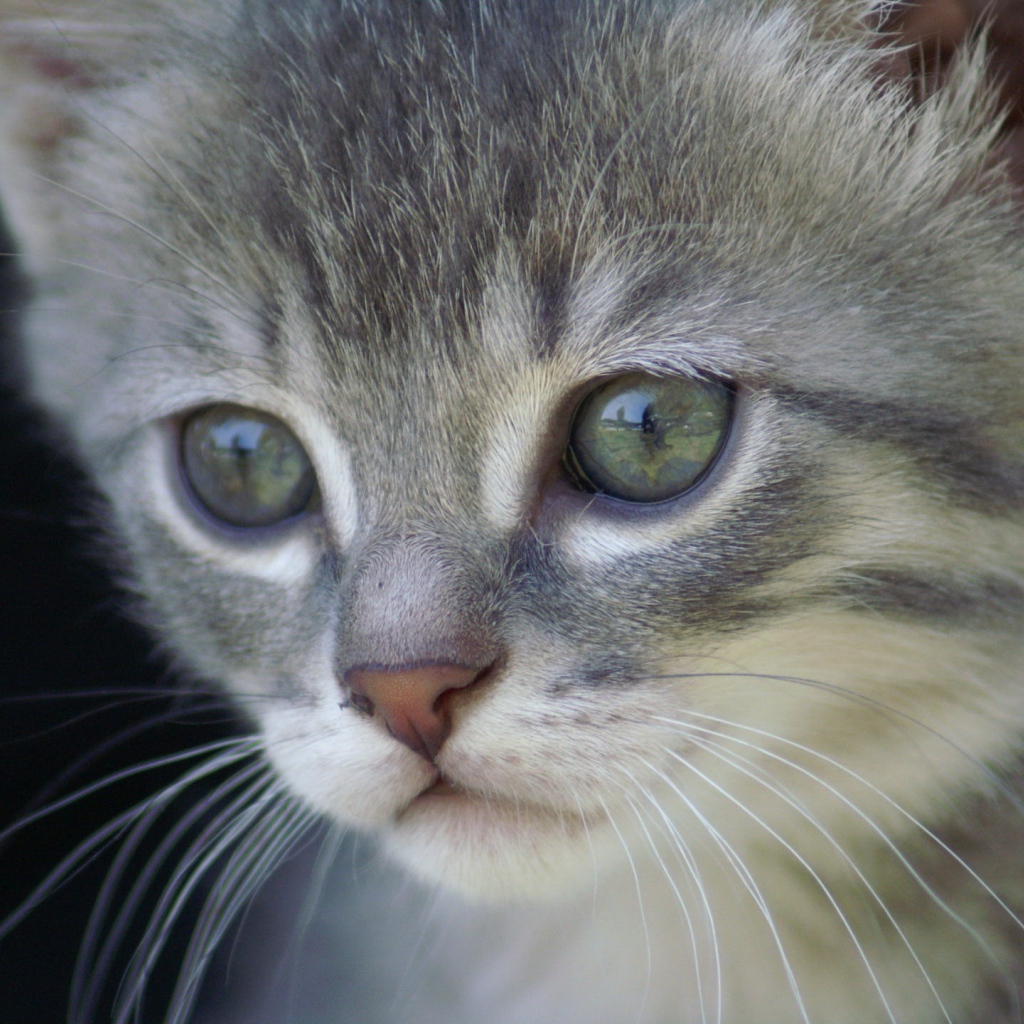 Грустный котик