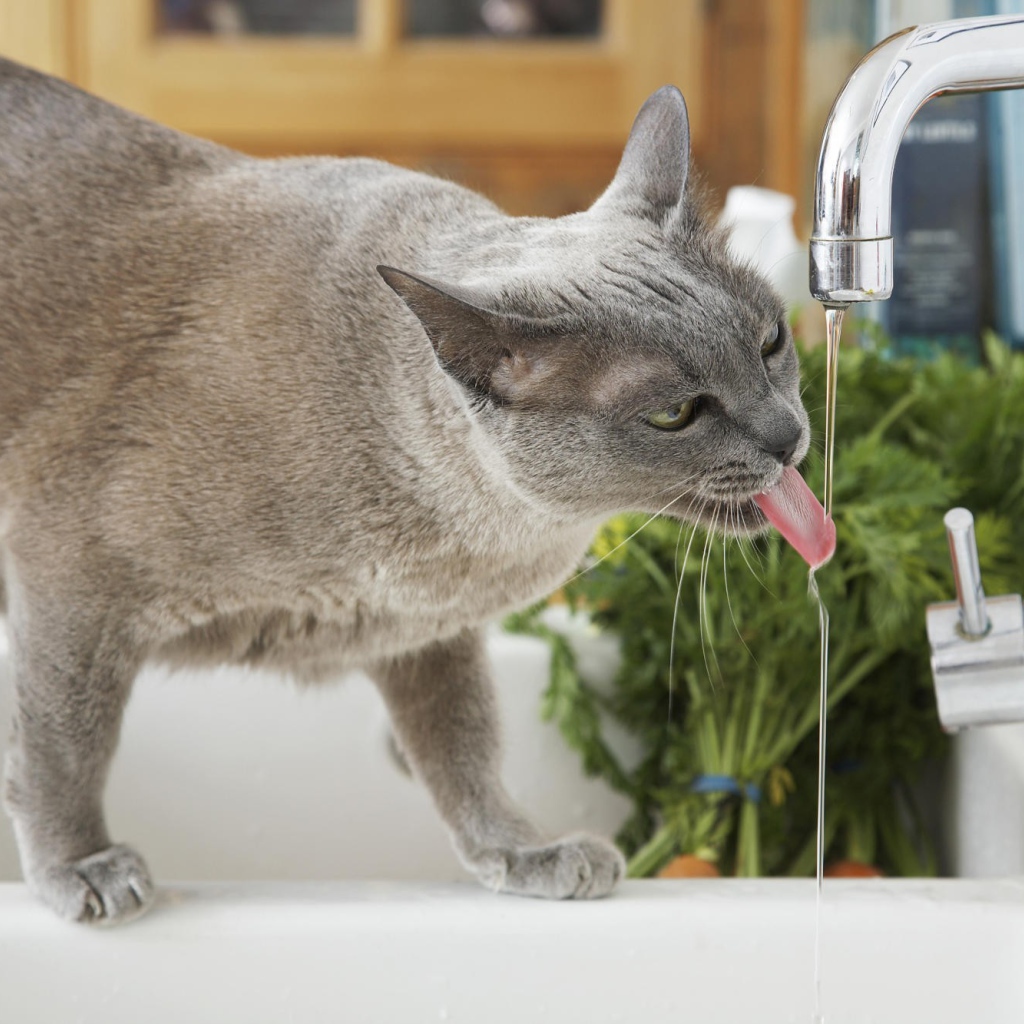 Кошка у крана