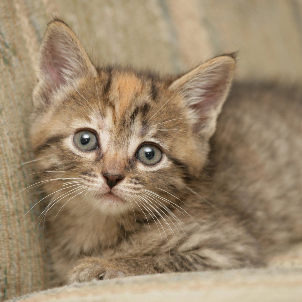 Котик на диване