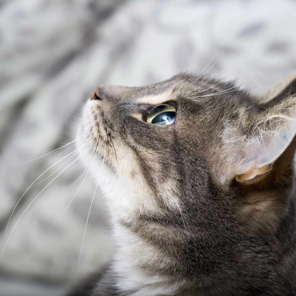 Кошка выжидает жертву