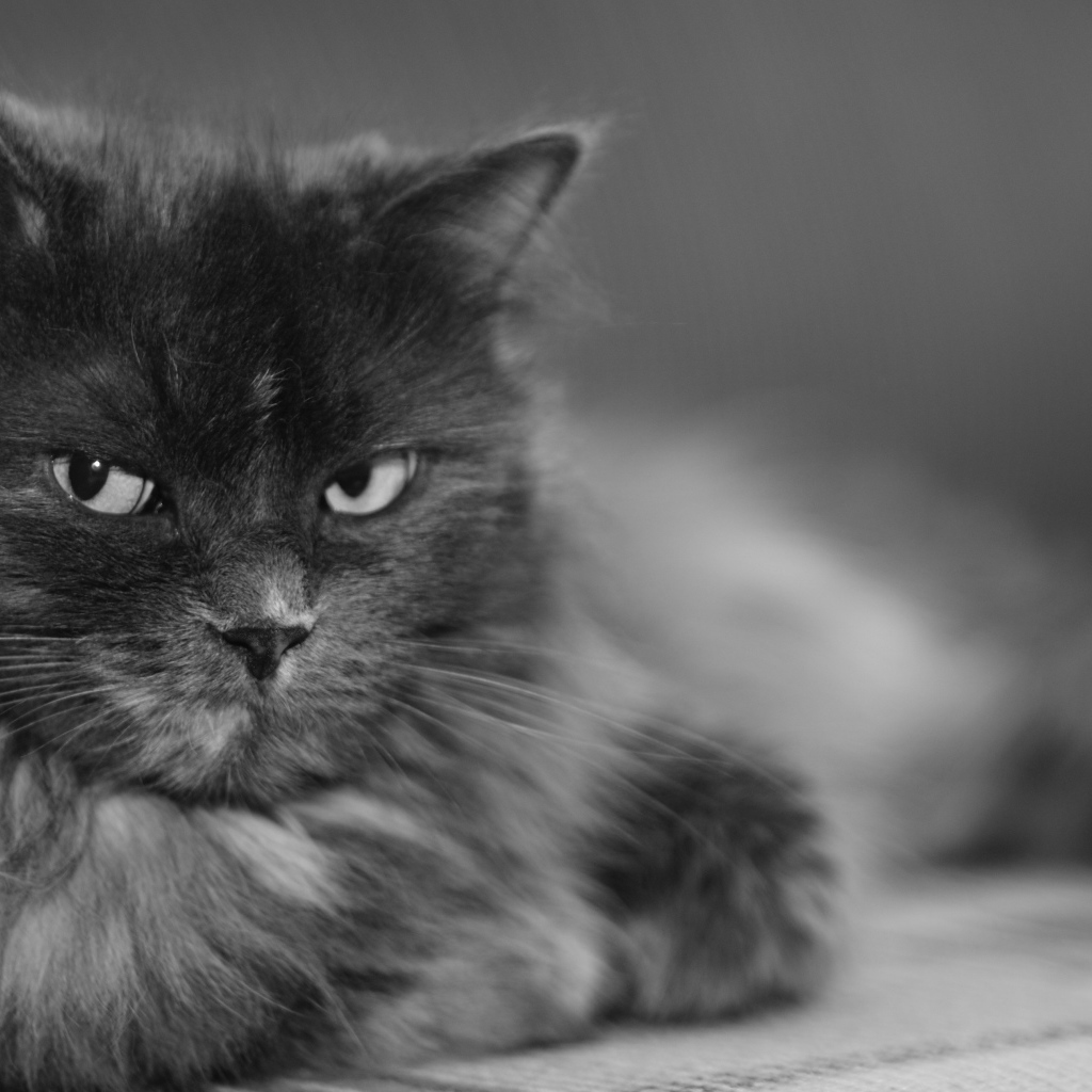 Пушистый кот