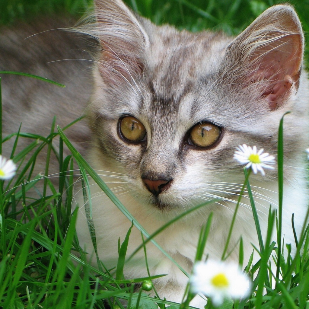 Котенок в ромашках