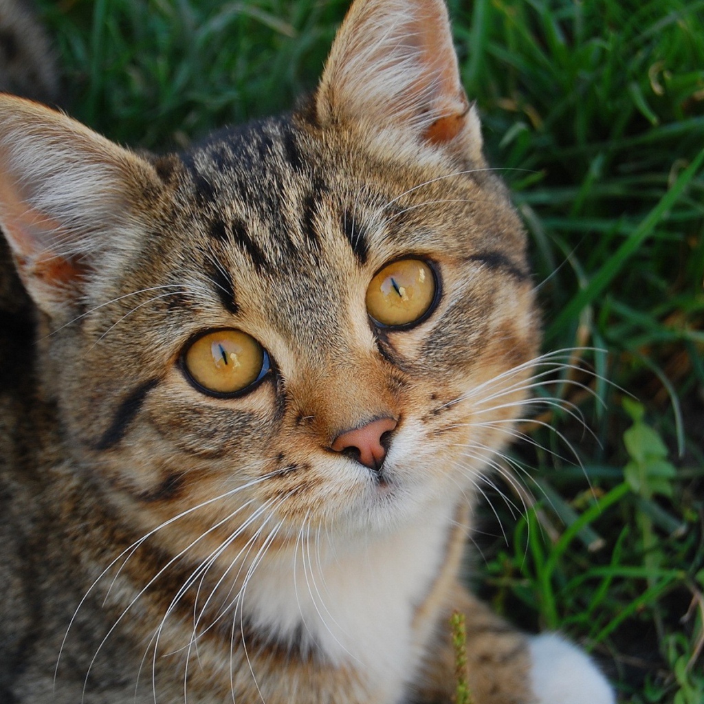 Котенок в траве