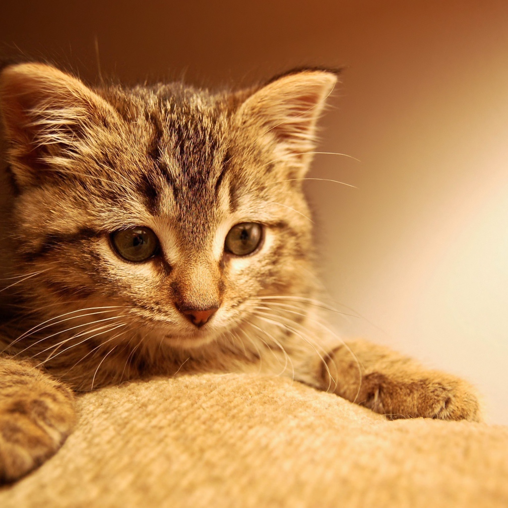 Маленький котенок