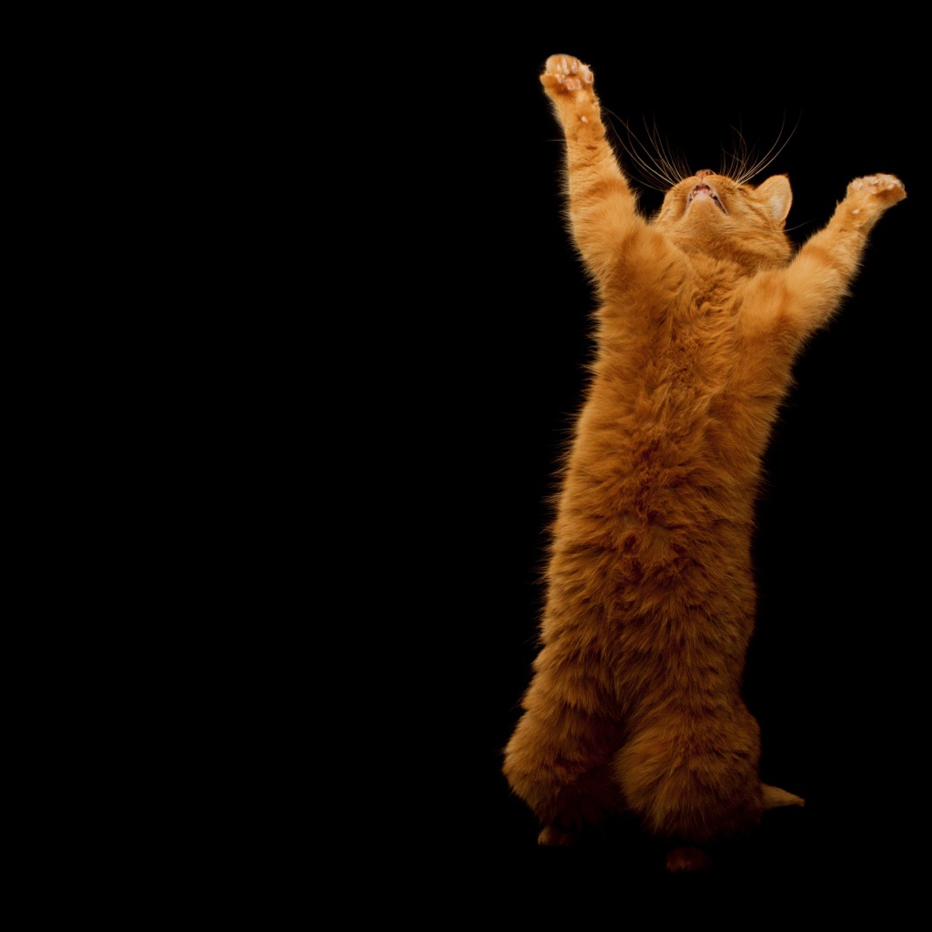 Рыжий кот стоя