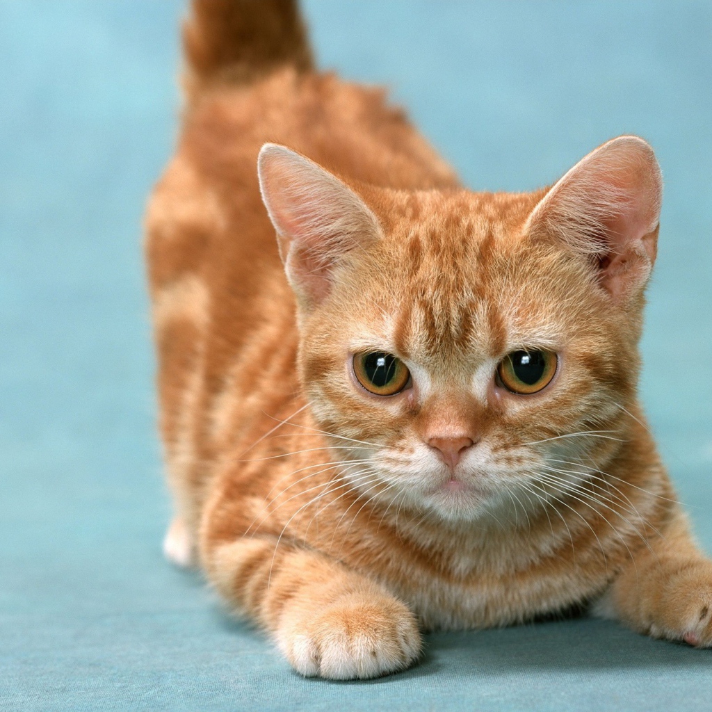 Рыжий котенок в игре 