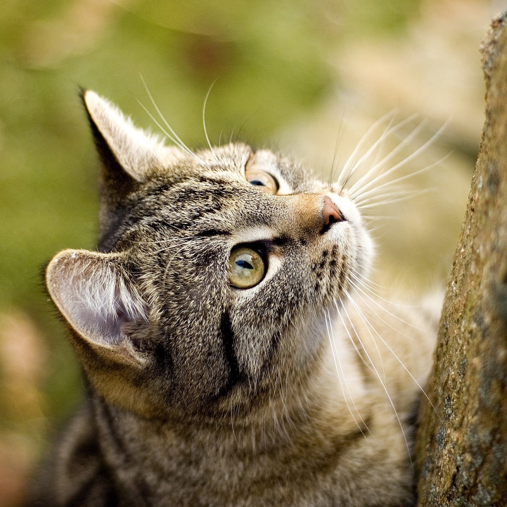 Кошка на охоте