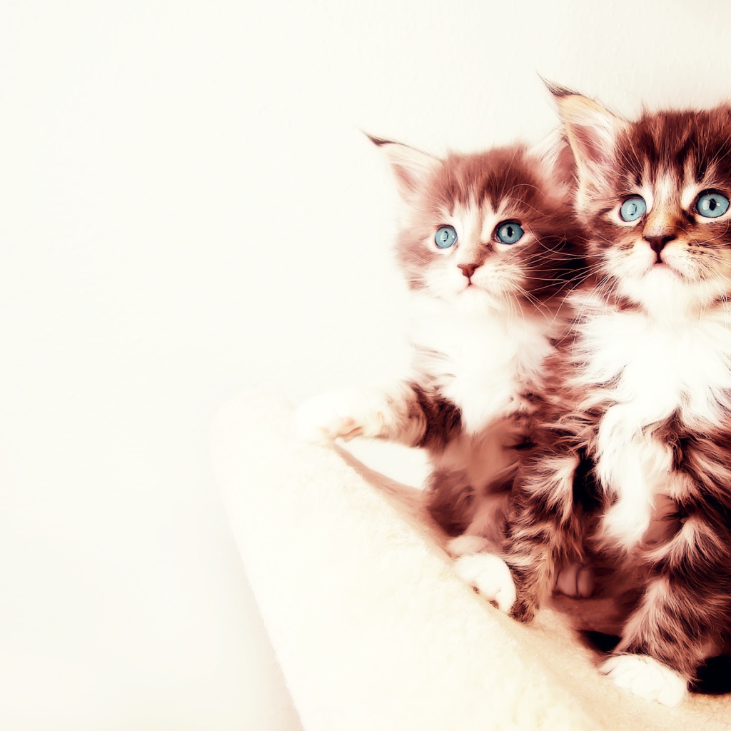 Два котенка