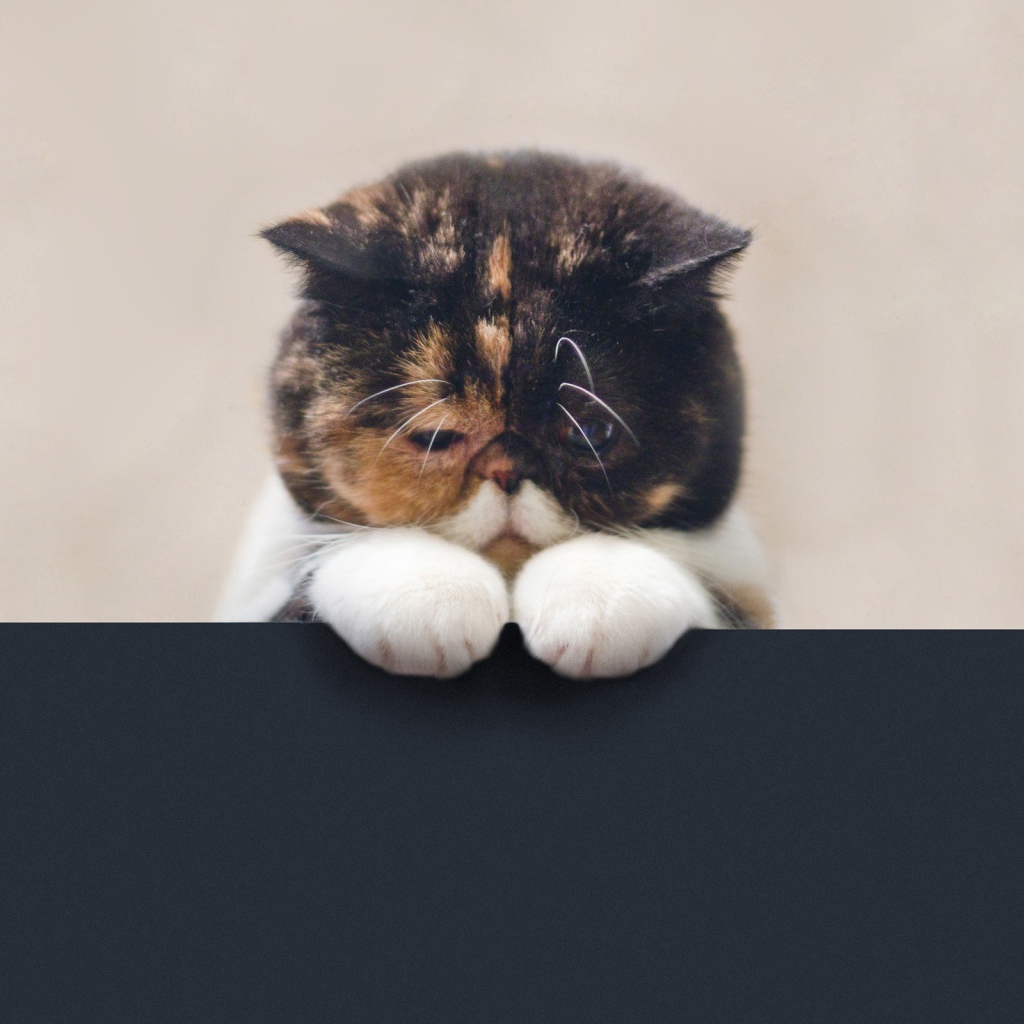 Грустный котенок