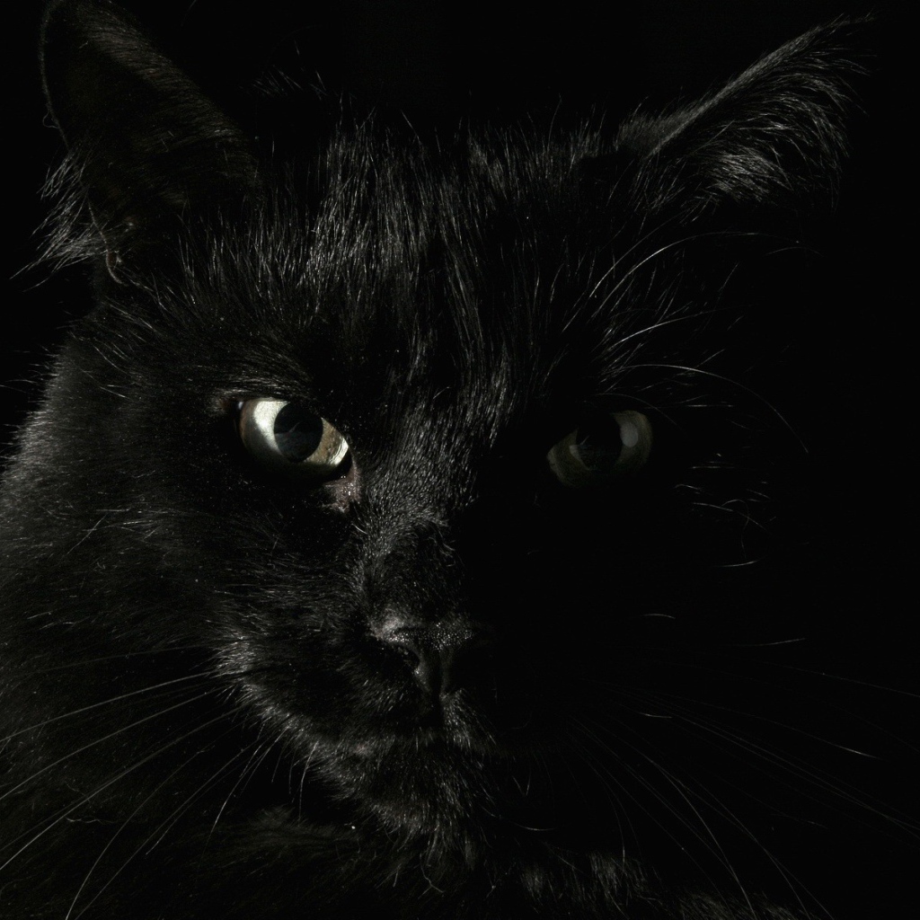 Черный кот на охоте