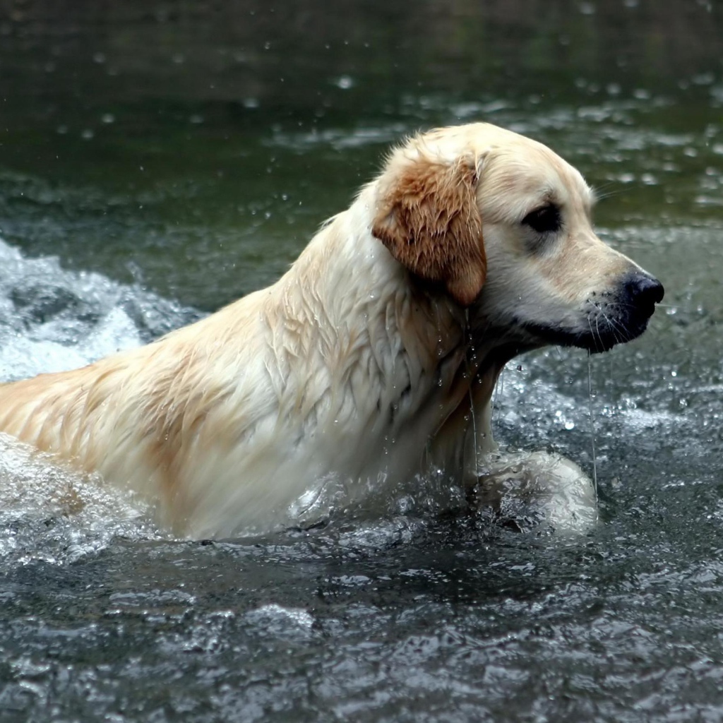 Австралийский лабрадор