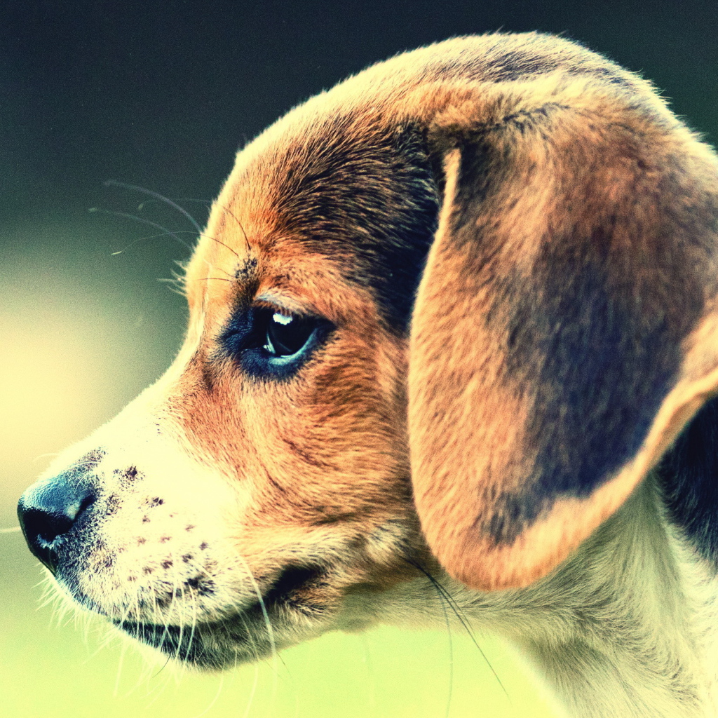 Собака Бигль