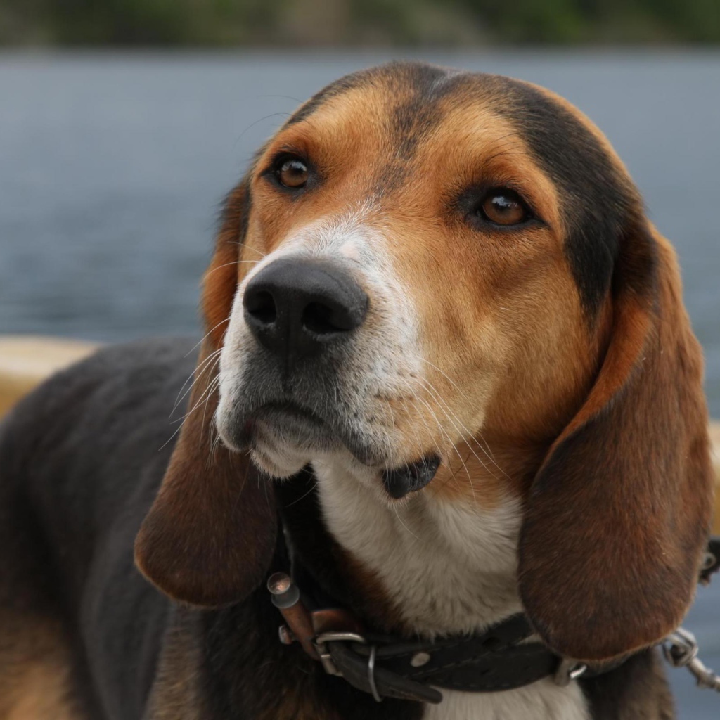 Собака у озера