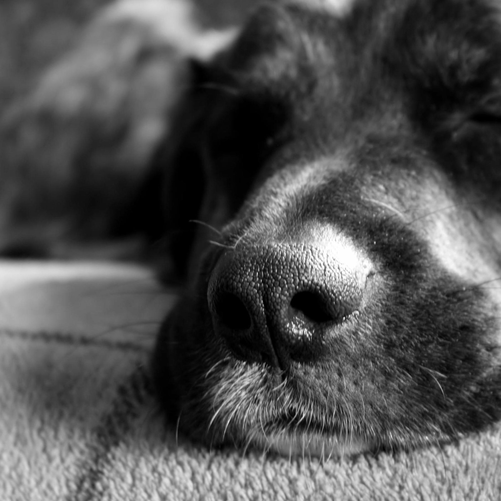 Собачий нос