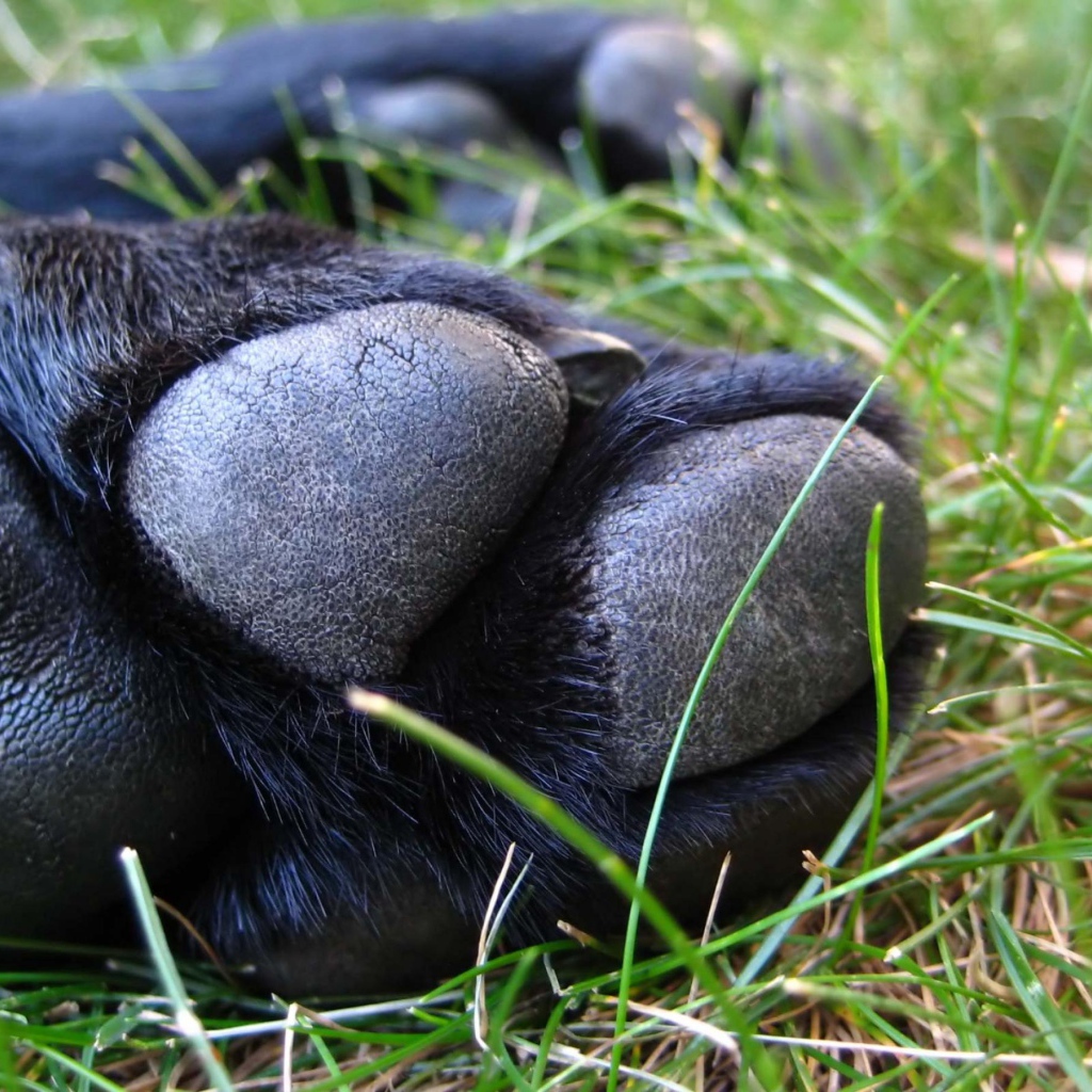 Собачья лапа