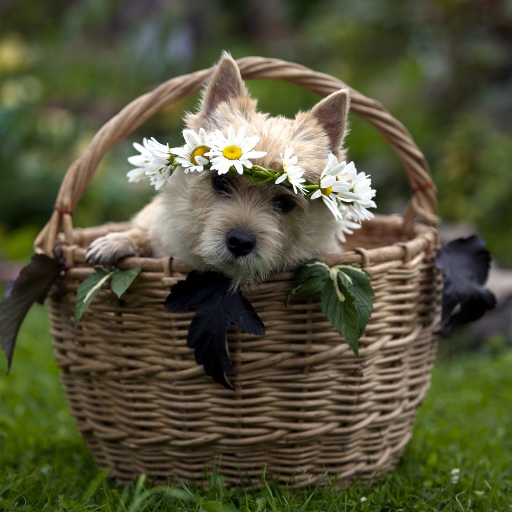 Собачка в корзине