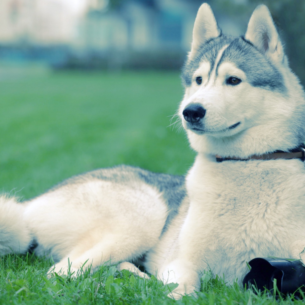 Хаски на траве