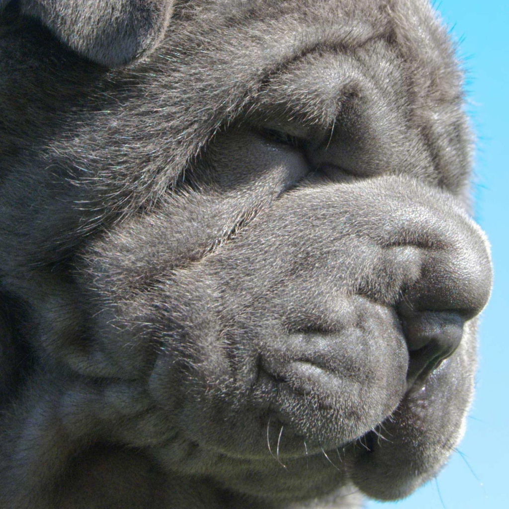 Неаполитанский мастиф