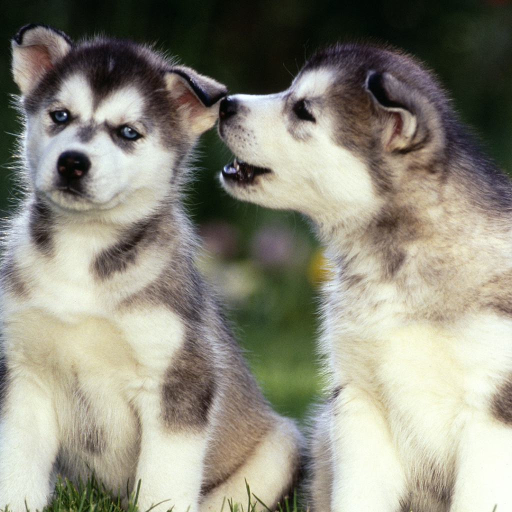 Два милых щенка