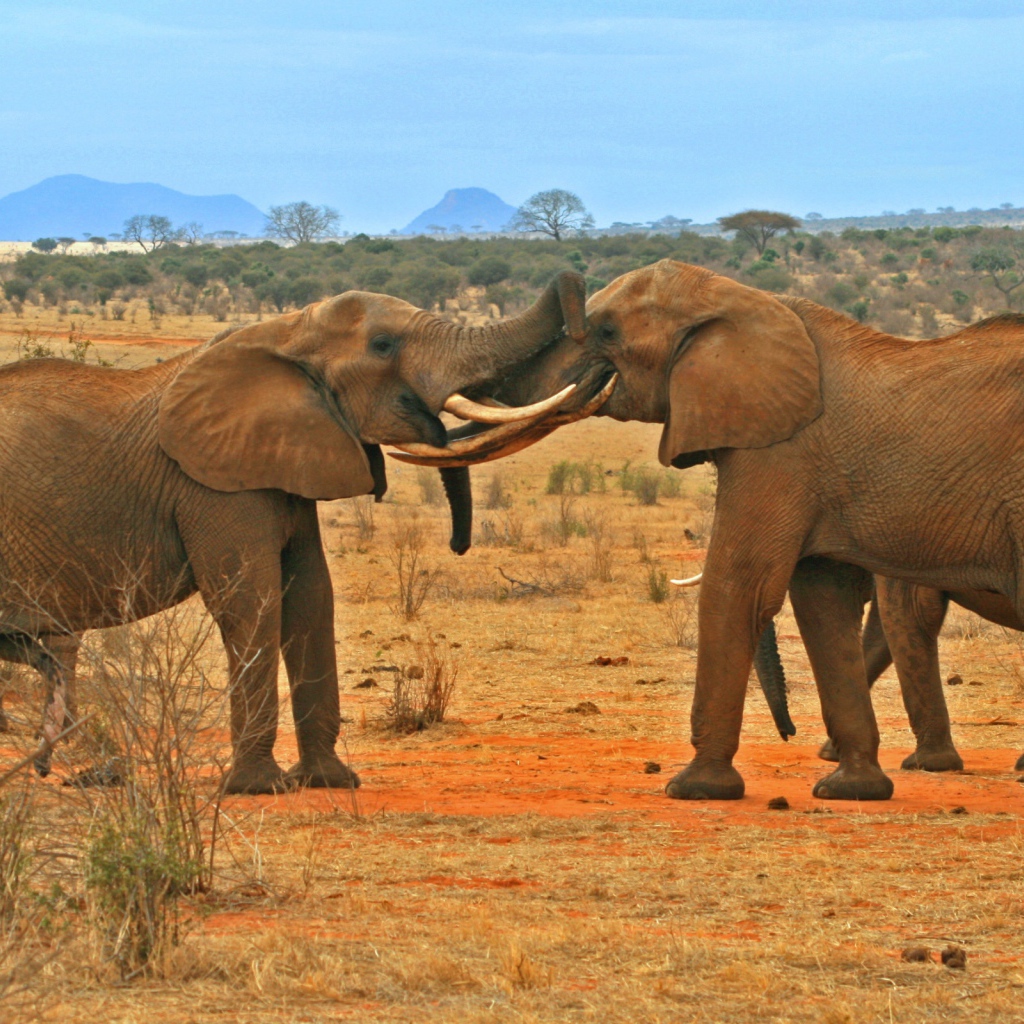 Борьба слонов