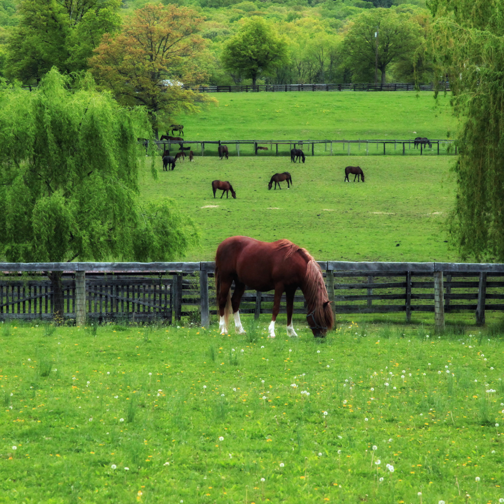 Лошади на лугу