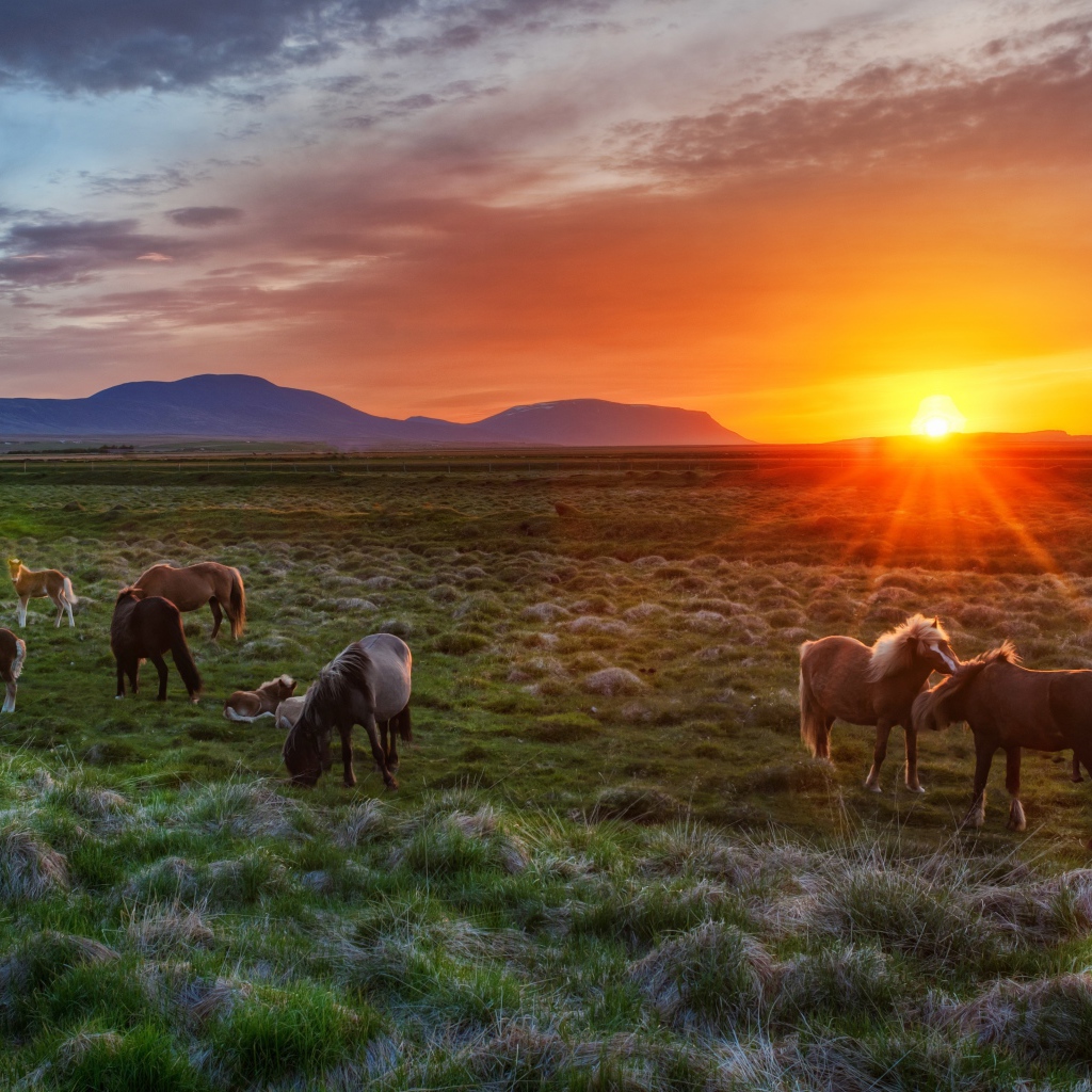 Дикие лошади на рассвете
