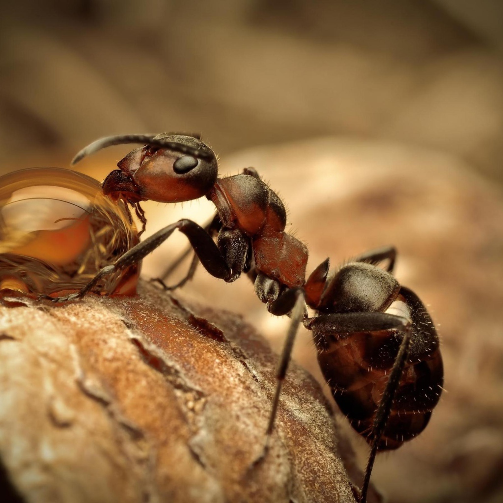 Муравей на охоте