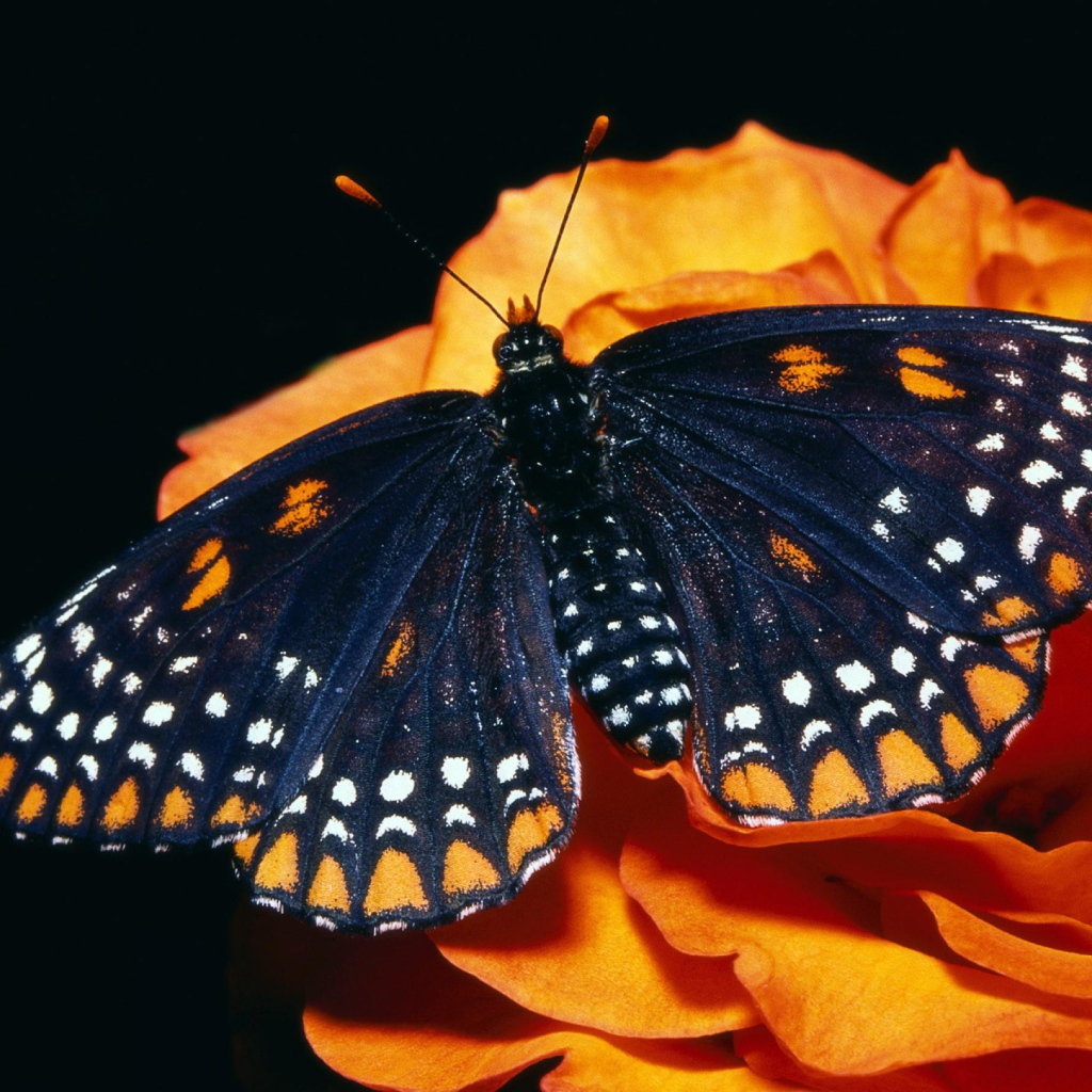 Черная бабочка