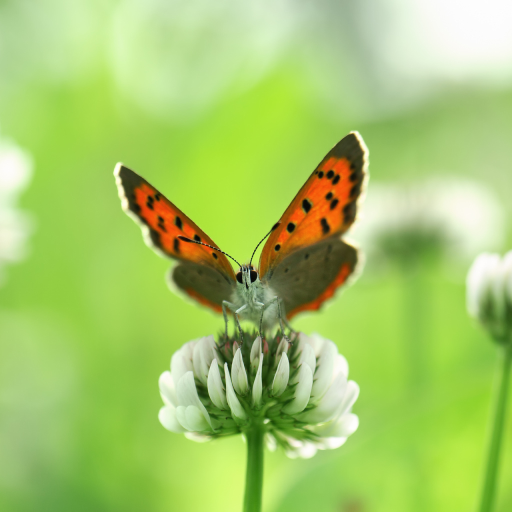 Бабочка и клевер