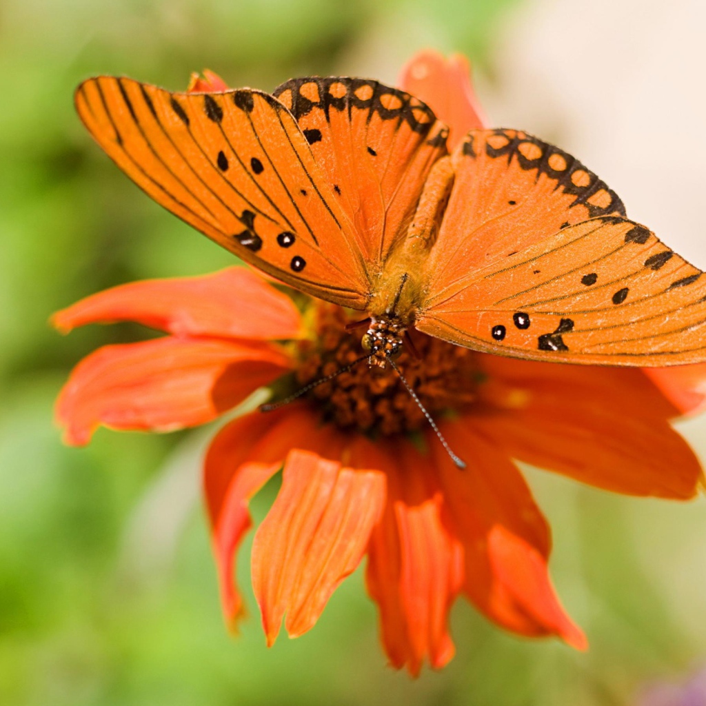 Бабочка и цветок