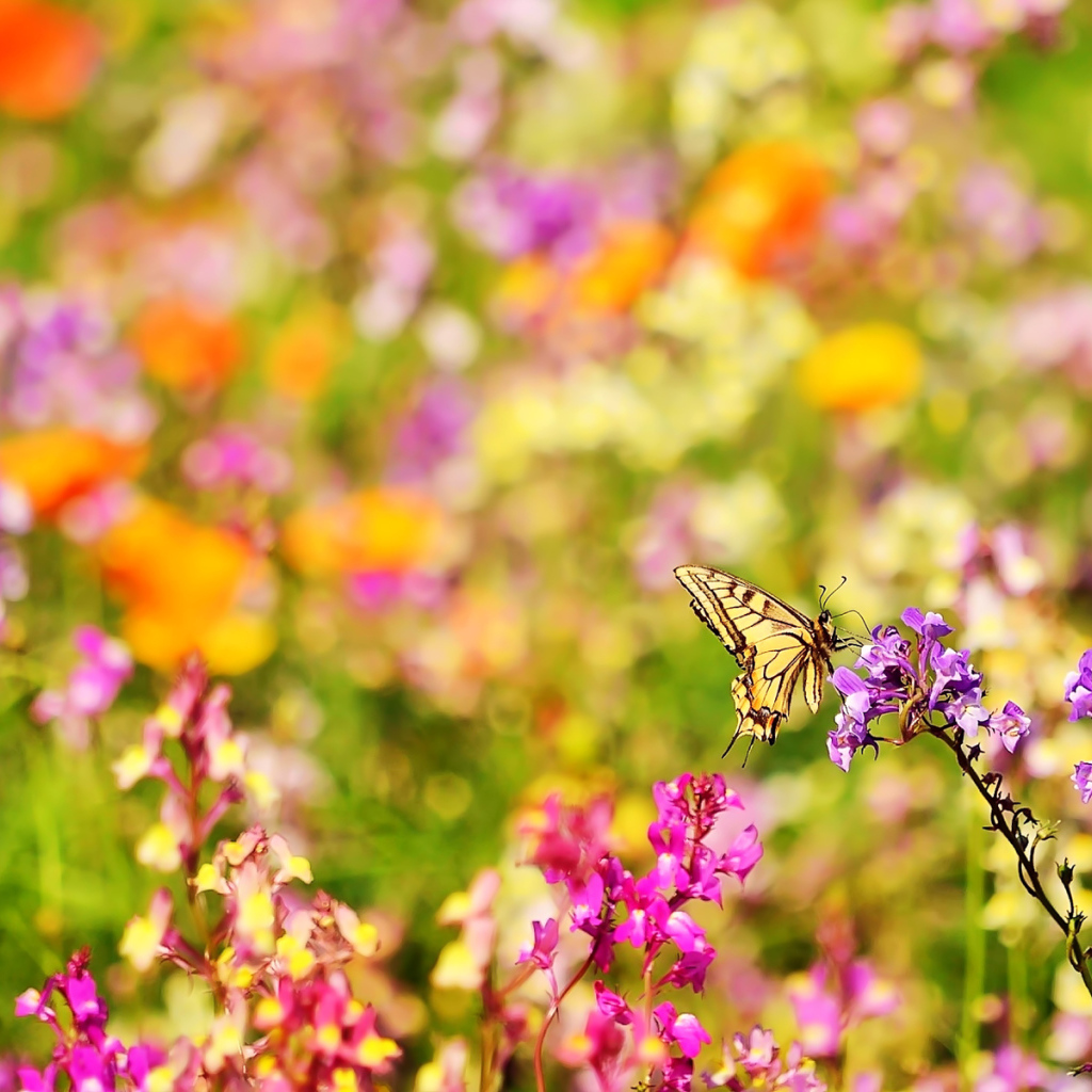 Бабочка и цветы