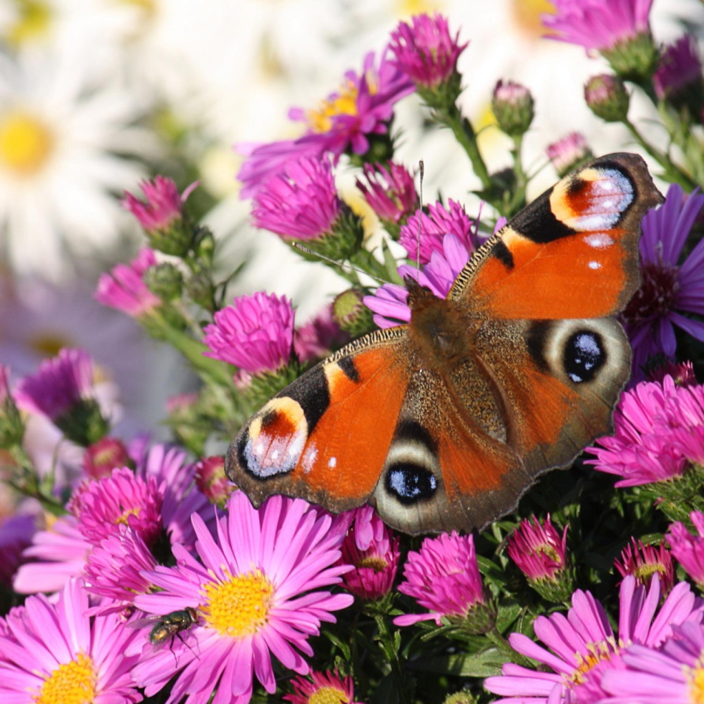 Бабочка и розовые цветы