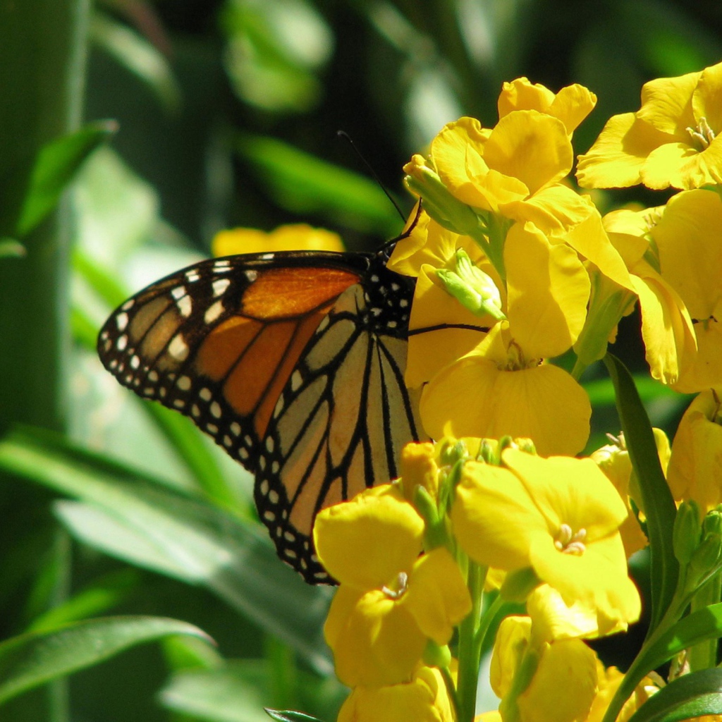 Бабочка и желтые цветы