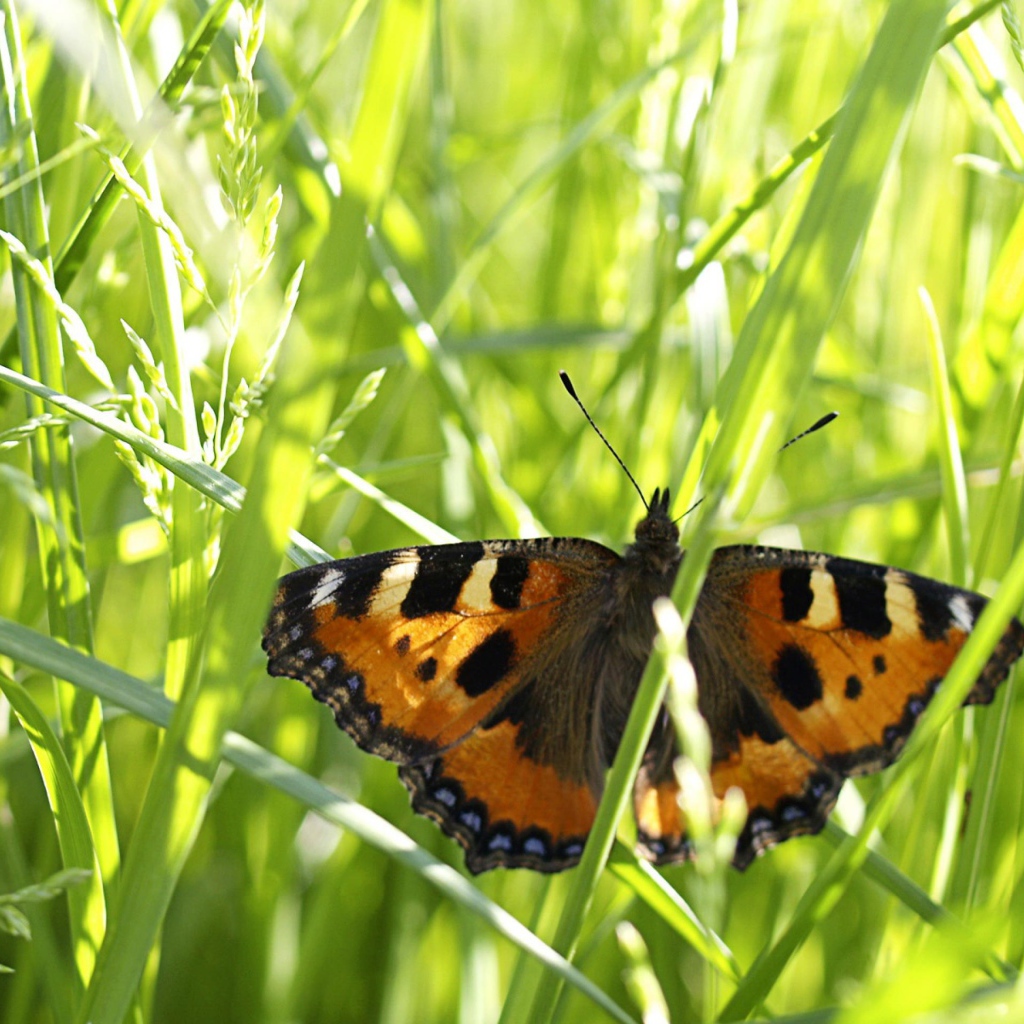 Бабочка в траве