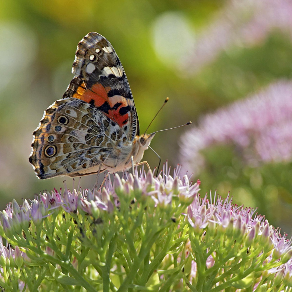 Бабочка на поле
