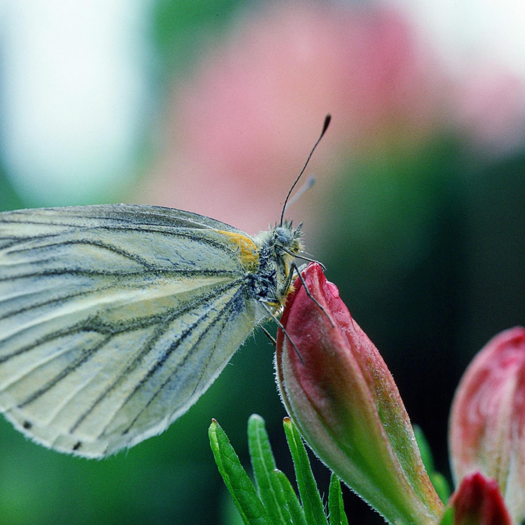 Бабочка у цветка