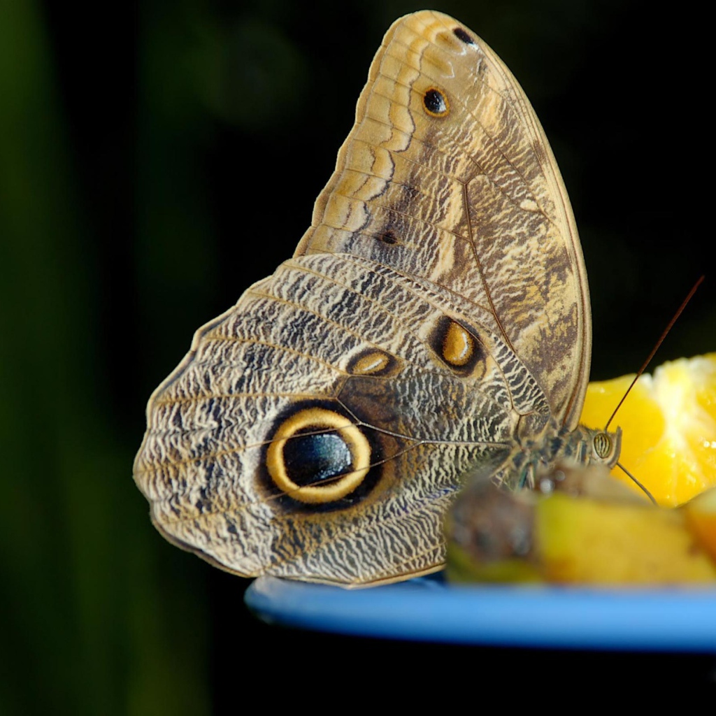 Бабочка с глазом