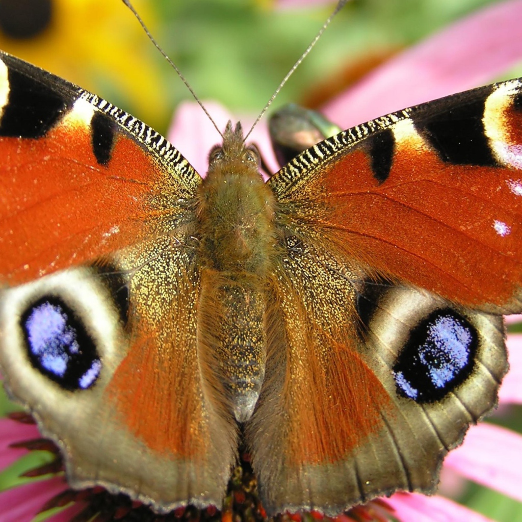 Летящая бабочка