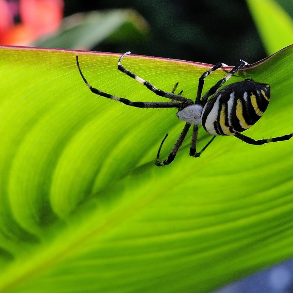 Паук на листке