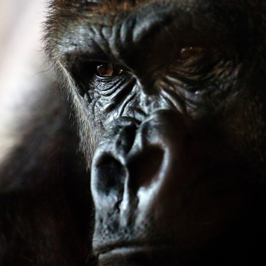 Злая горилла