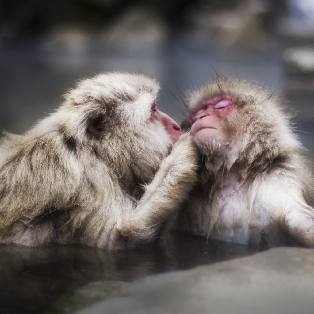 Целующие обезьяны