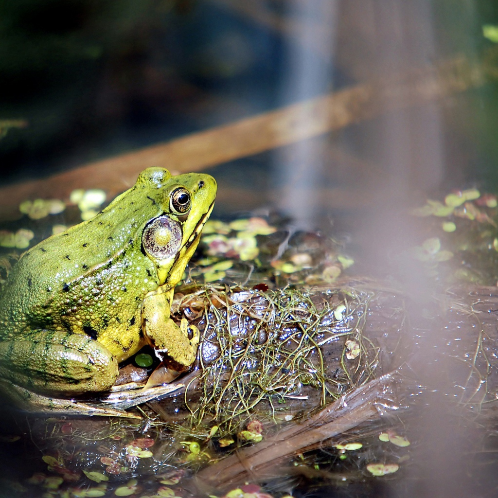 Лягушка на болоте