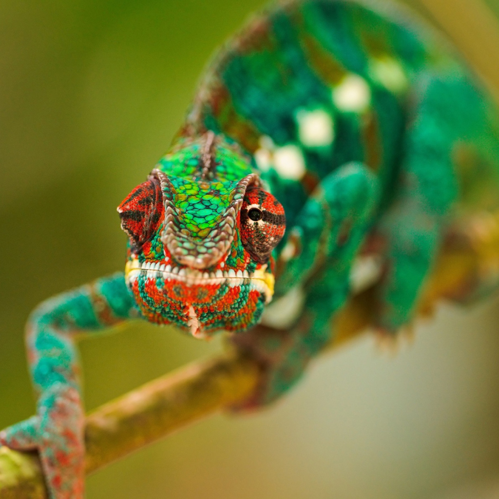 Зеленый хамелеон