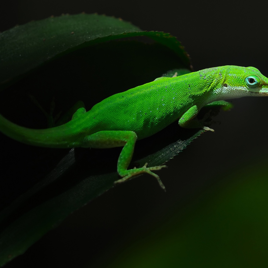 Зеленная ящерица