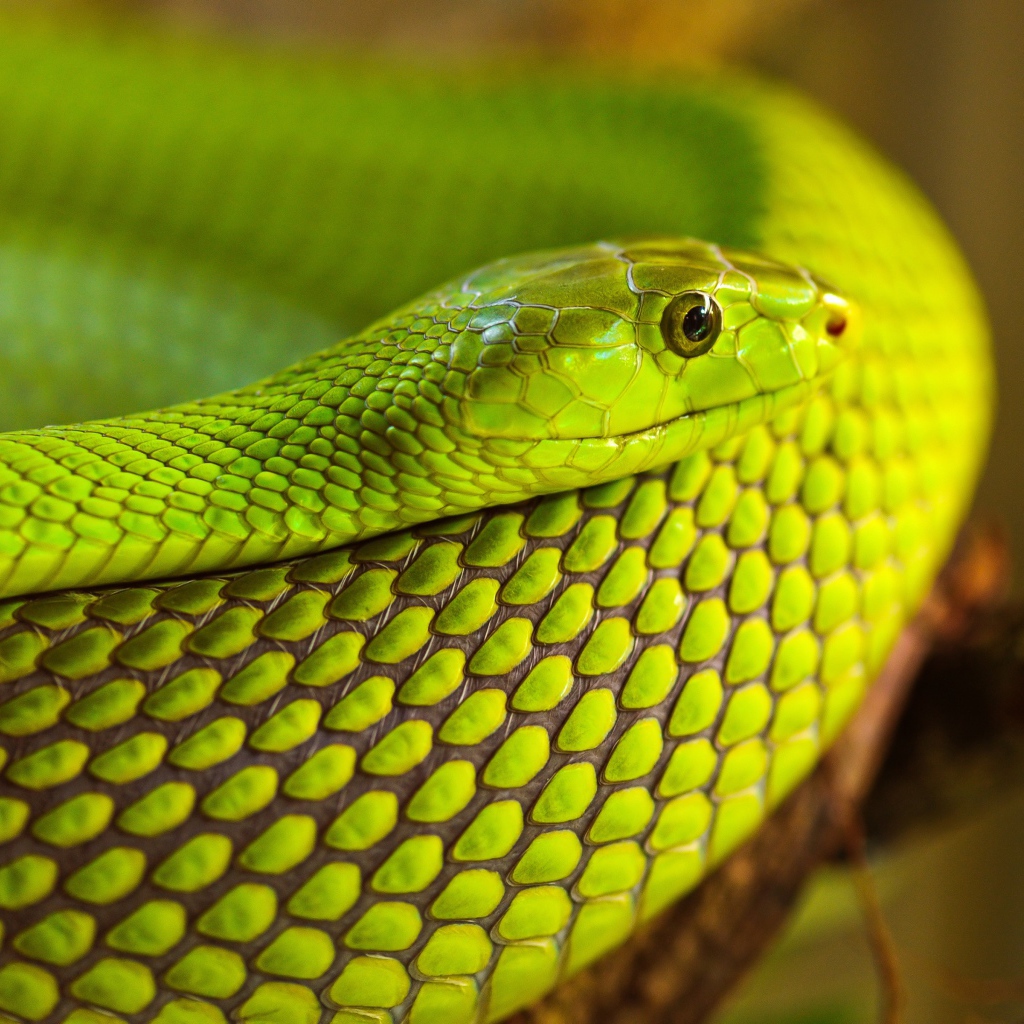 Green snake on a tree