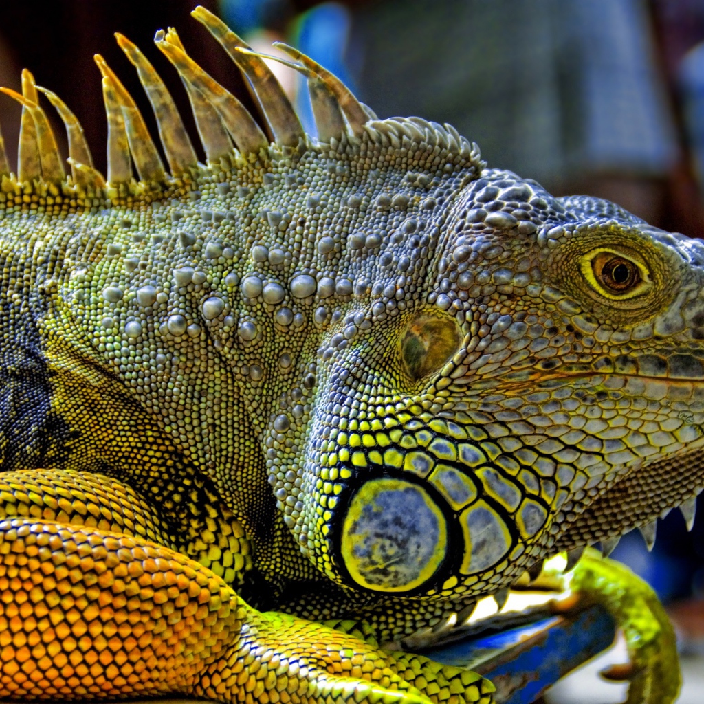 Игуана из Малайзии