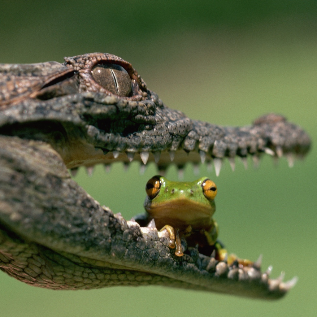 В пасти у крокодила