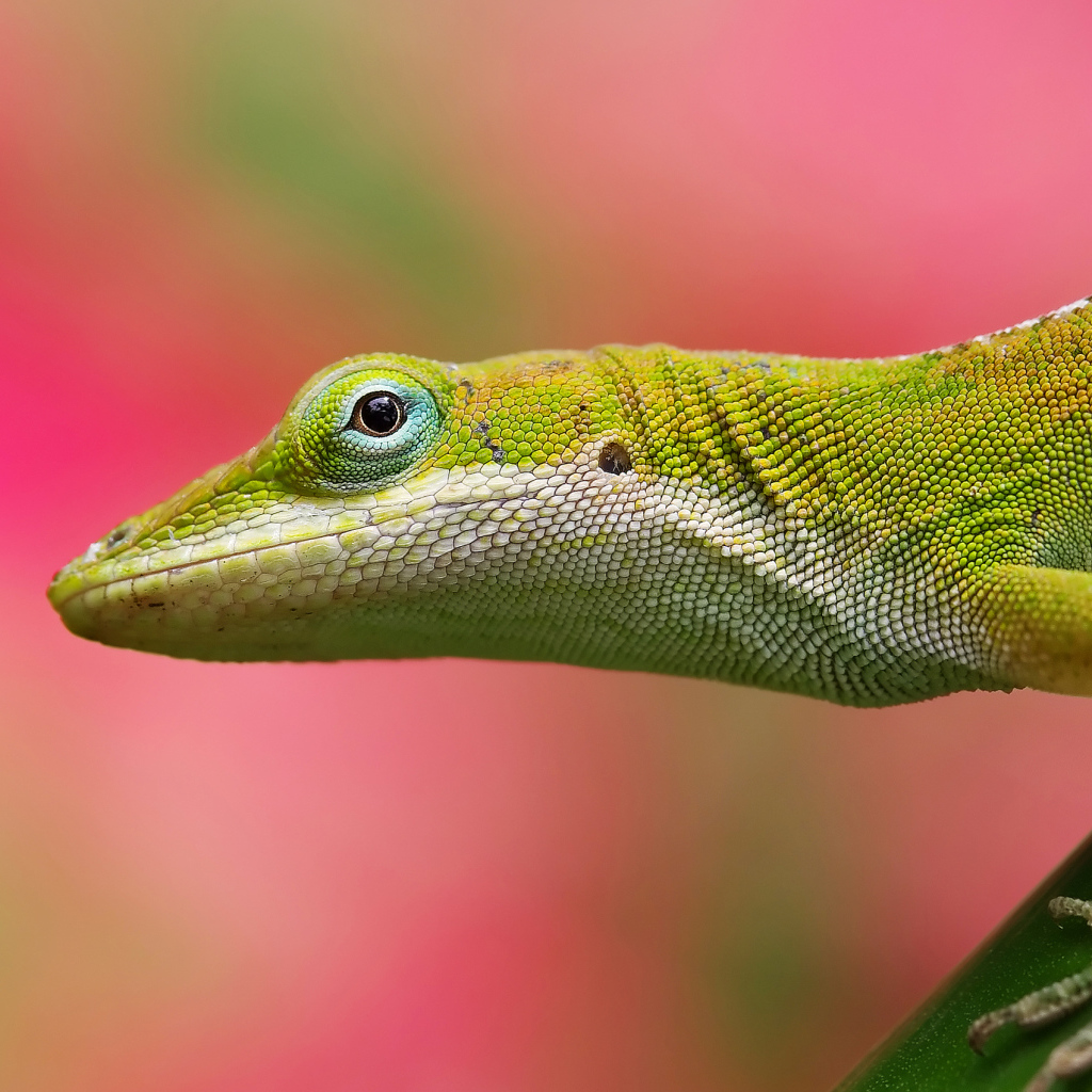 Салатовая ящерица